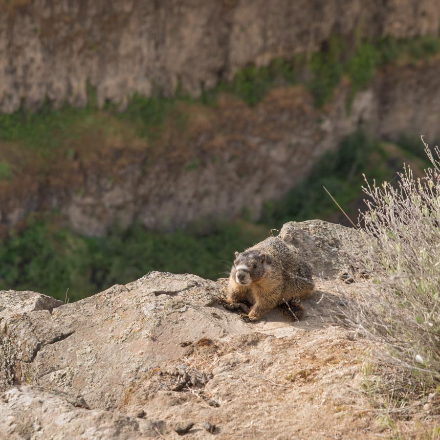 A marmot is next to a small shrub at the edge of a cliff.
