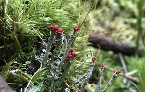 Moss and lichen 