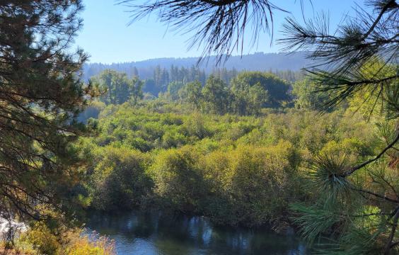 View across a river to forest with leafed and pine trees