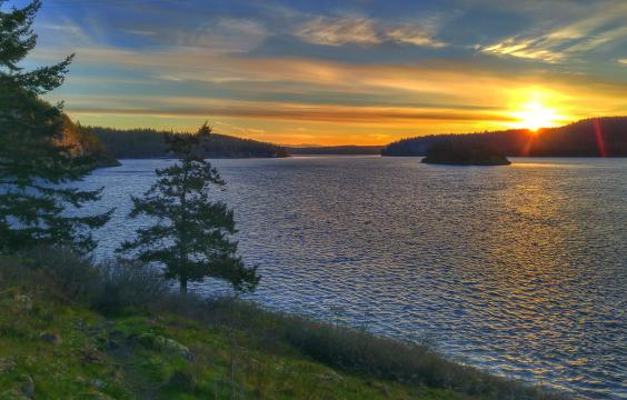 Sunset view of the ocean with evergreen trees on the shore